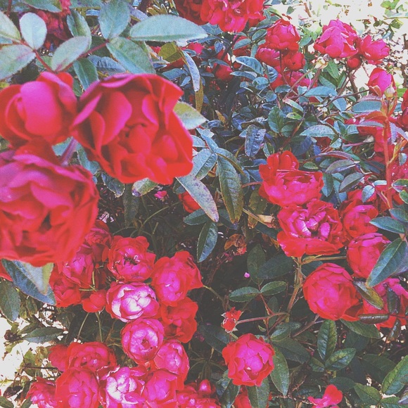 Meet your Posher, Anna - Picture 1 of 1